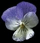 Viola Fair Flower