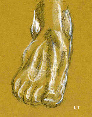 Drawing anatomy: foot