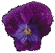 Viola Fair Flower
